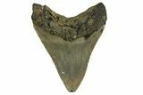 Fossil Megalodon Tooth - North Carolina #328030-1